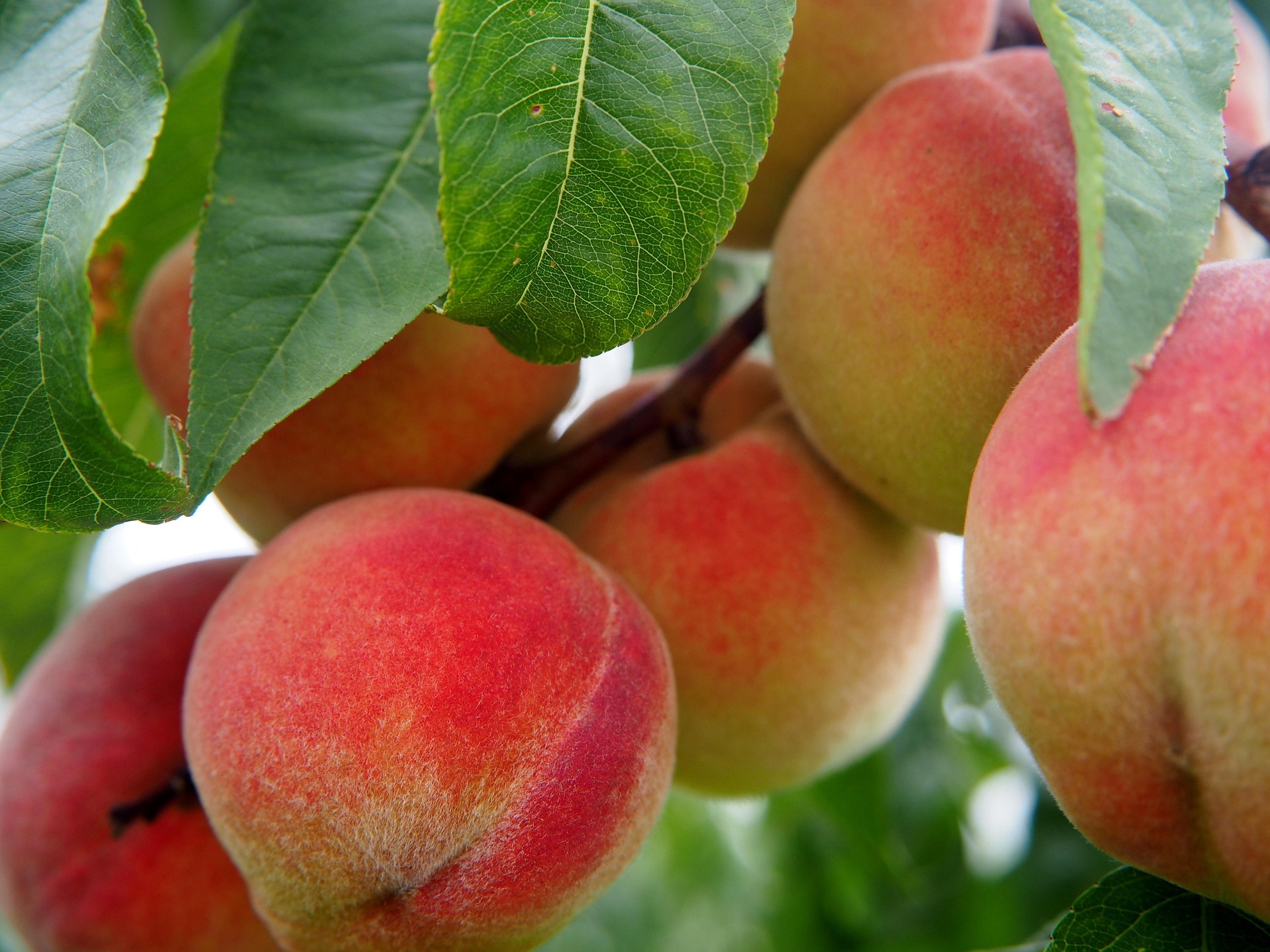 Close up of ripe peaches